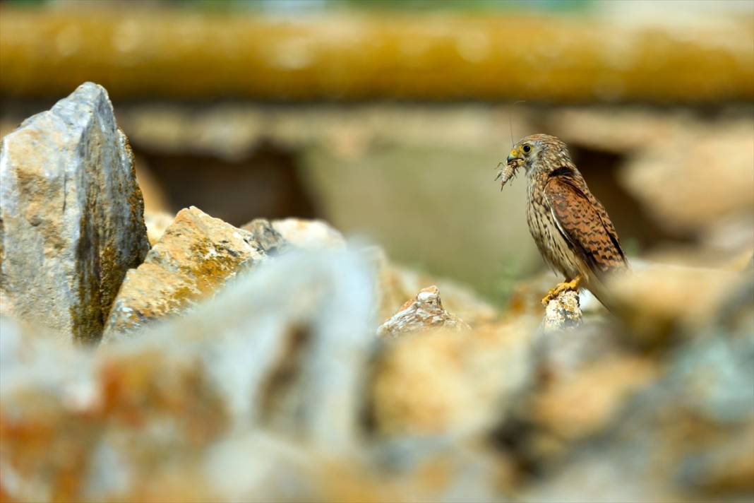 Konya’nın yırtıcı savaşçıları iş başında! Çiftçilerin doğal müttefiki 4